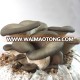 Best seller cultivating fresh pleurotus oyster mushroom spawn