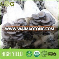 Easy Care Agricultural Oyster Mushroom Farm Cultivating Mushroom