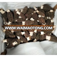 Dried wild morchella conica