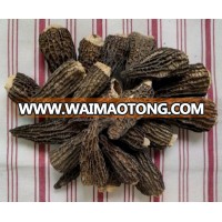 DRIED MORCHELLA CONICA