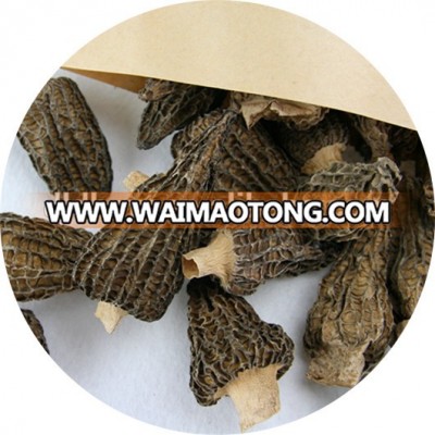 dry Morchella conica toadstool morel market price