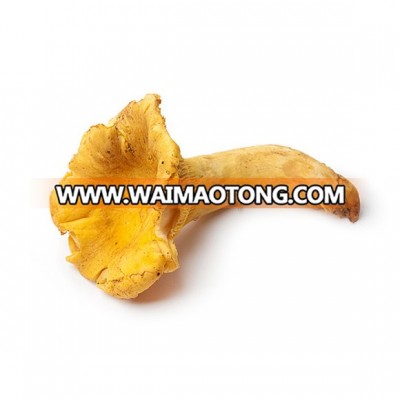 wild Girolles dried packing in 10kg carton