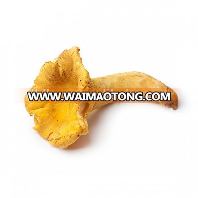 harvest season yellow Cantharellus Cibarius