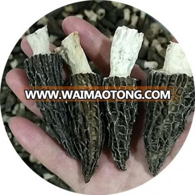 china cultivate dried morchella conica with stem