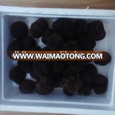 frozen black truffle tuber