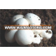 agaricus blazei mycelium powder,agaricus blazei mushroom extract