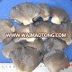 Grey Oyster Mushroom in Brine