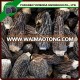 morel mushroom price