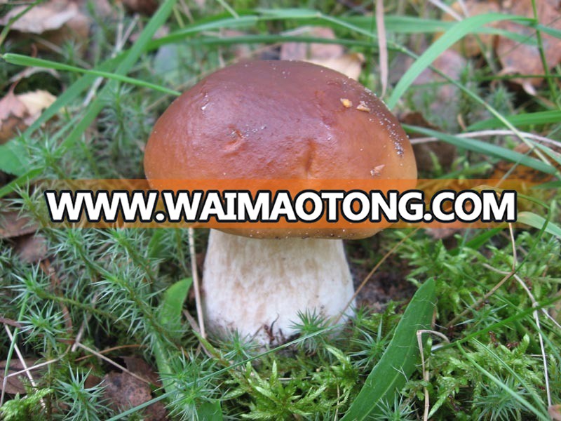 Dried Boletus Edulis, porcini mushrooms, edible raw material, ingredients for medicine, spices, supplements, flavourings